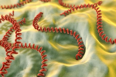 Cảnh báo bệnh xoắn khuẩn vàng da (Leptospira) lan theo nước lũ